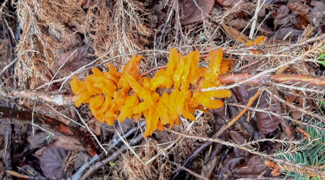 Birnengitterrost endlich gefunden