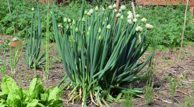 Pflanzen für den Permakulturgarten: Winterheckzwiebel (Allium fistulosum)