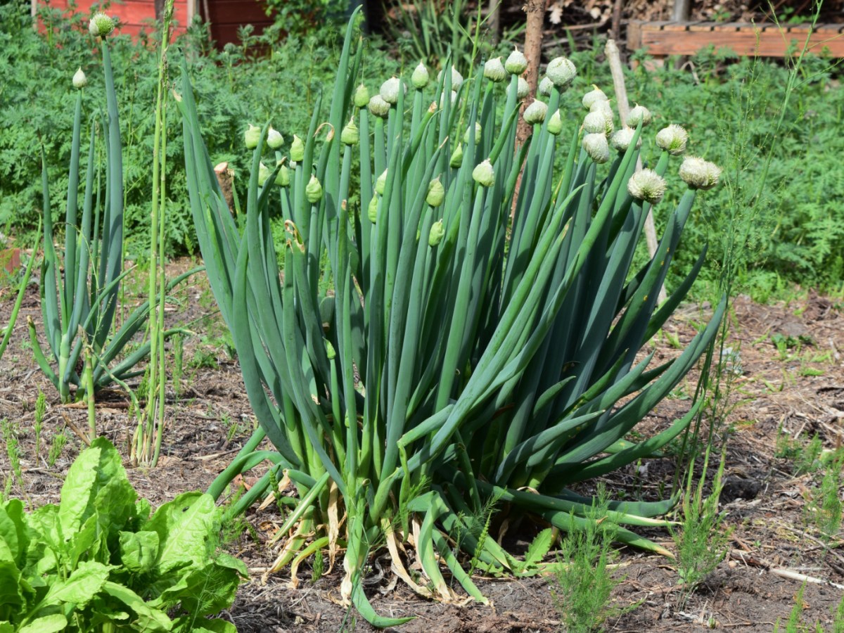 Pflanzen für den Permakulturgarten: Winterheckzwiebel (Allium fistulosum)