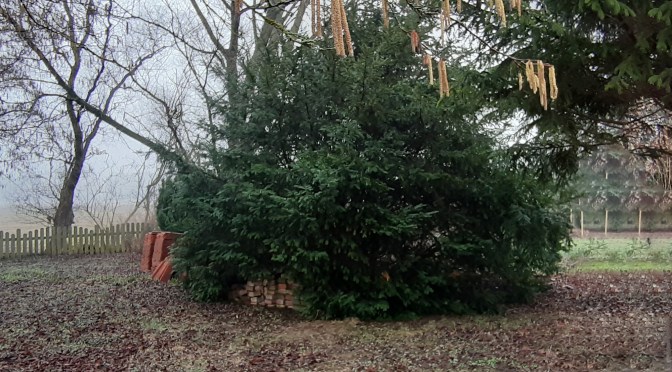 Die Eibe wird nicht gefällt sondern verjüngt