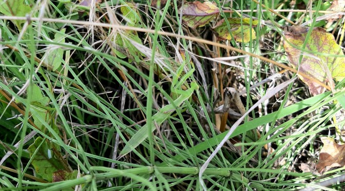 Gottesanbeterin gefunden!