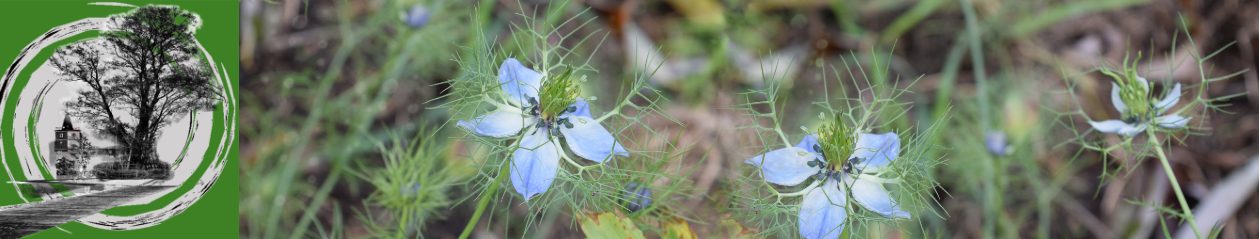 Permakultur in Beelitz