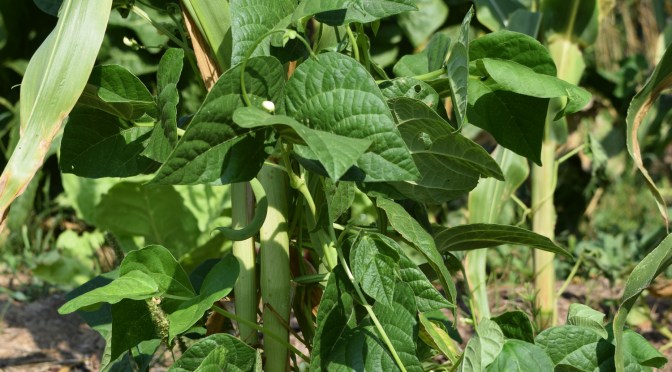 Milpa Beet – So sah es aus im LAGA-Sommer 2022