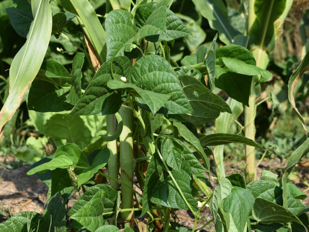 Milpa Beet – So sah es aus im LAGA-Sommer 2022