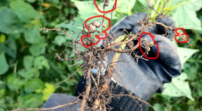 Knöllchenbakterien anbauen / Stickstoff – Düngen aus der Luft