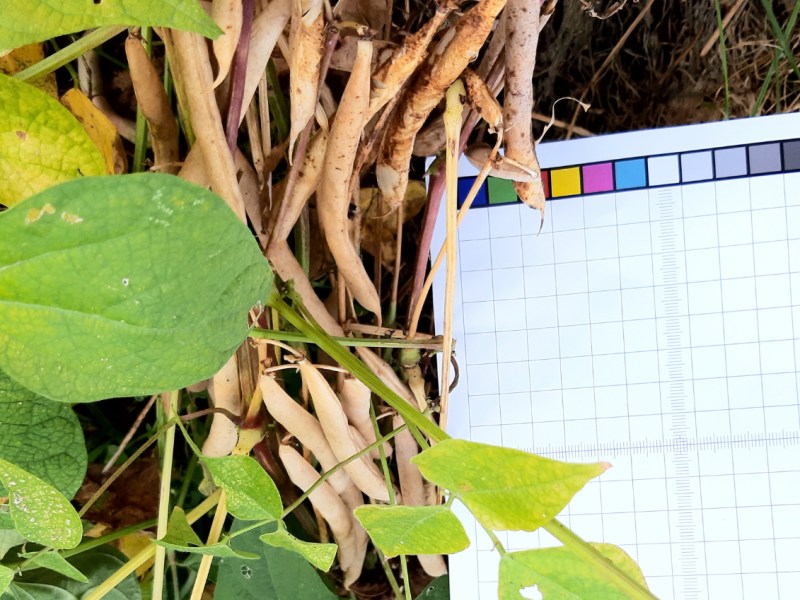 2023 INCREASE Citizen Science Experiment im 2. Anbaujahr – Auswertung