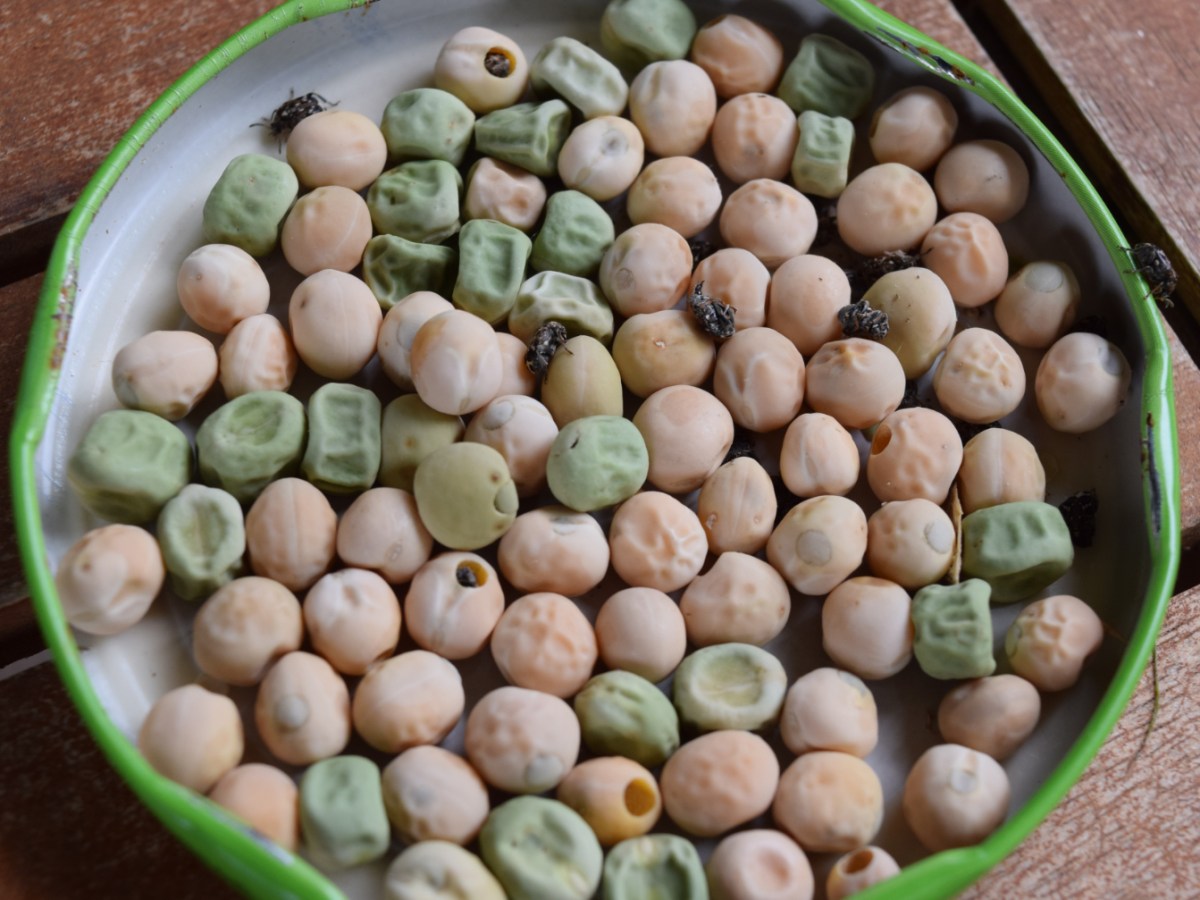 Frühjahrs-Überraschung Schädling im Erbsensaatgut