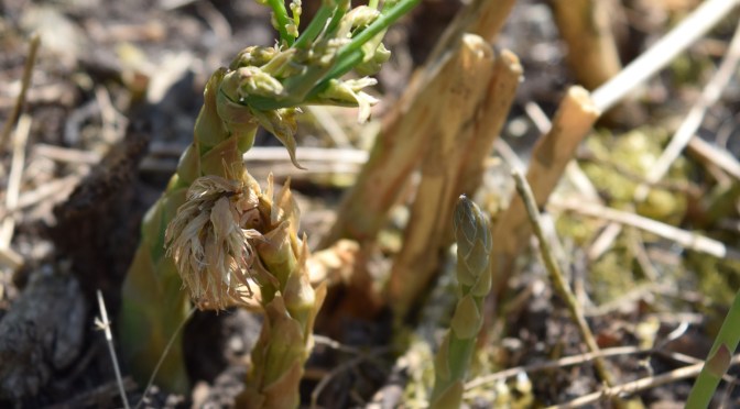 Frostschaden – Es hat uns auch getroffen