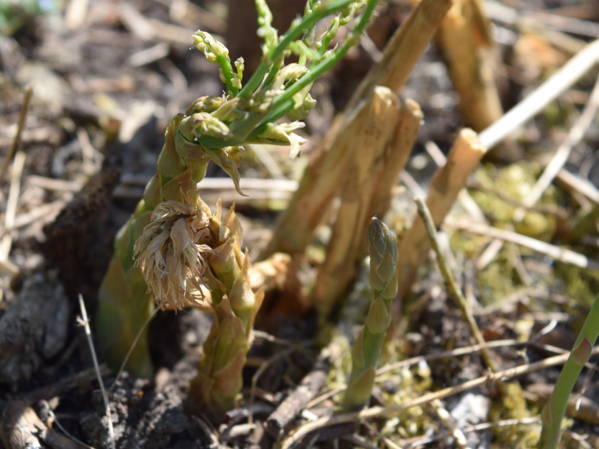 Frostschaden – Es hat uns auch getroffen