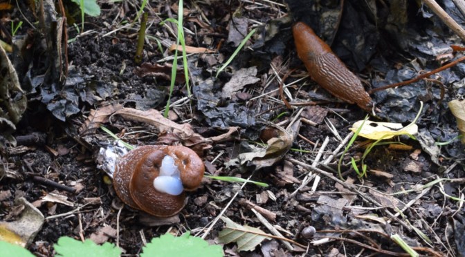 Die Nacktschnecken – Wieder da – völlig Unterschätzt