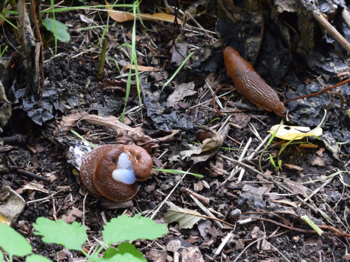 Die Nacktschnecken – Wieder da – völlig Unterschätzt