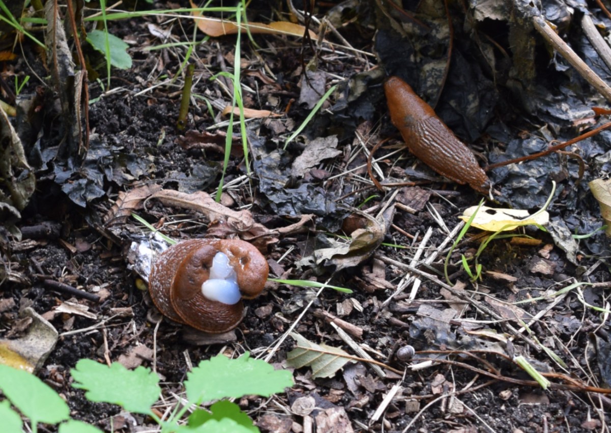 Die Nacktschnecken – Wieder da – völlig Unterschätzt
