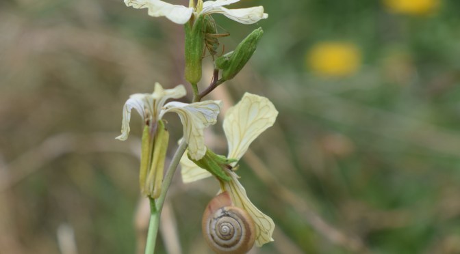 Rucola / Rauke – einfach Permakulturkreislauf