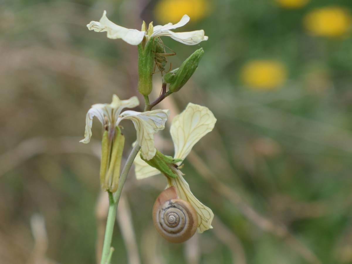 Rucola / Rauke – einfach Permakulturkreislauf