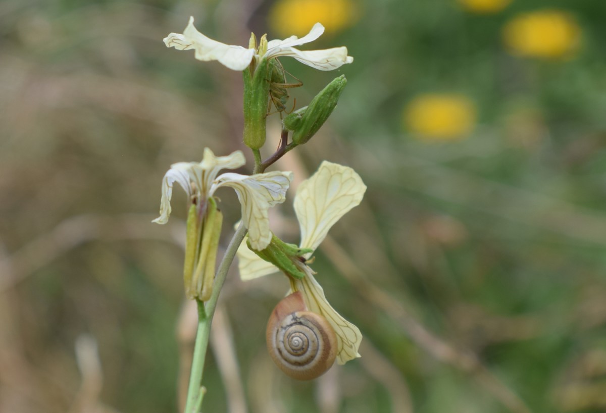 Rucola / Rauke – einfach Permakulturkreislauf