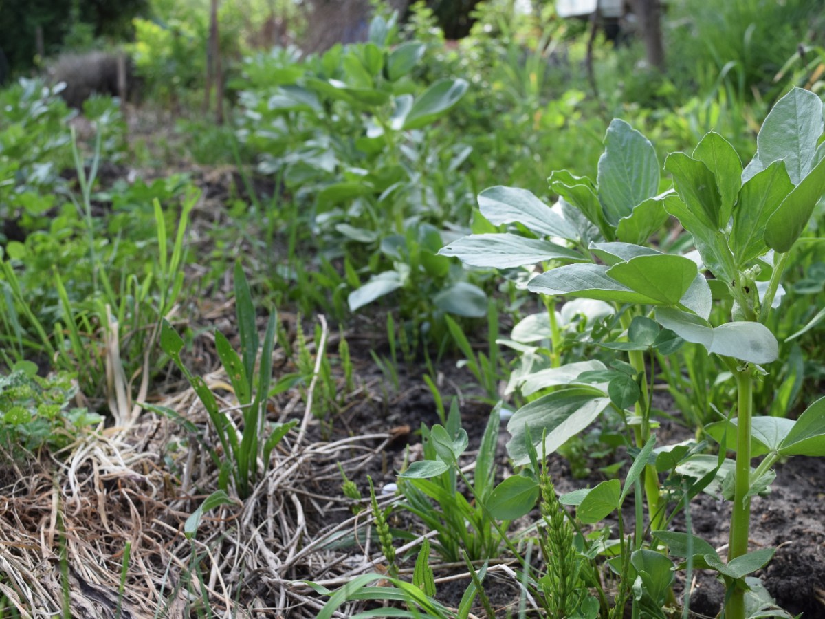 Jetzt ist die richtige Zeit zum Säen – Dicke Bohnen (Vicia faba)