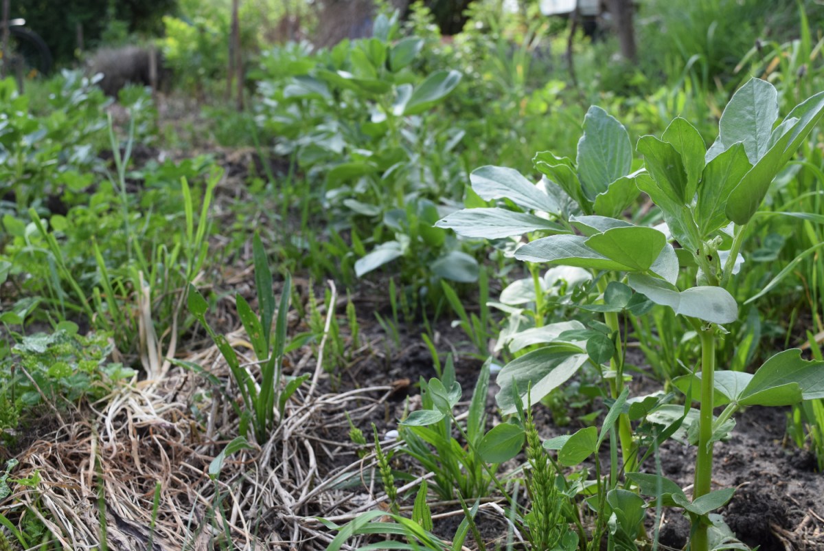 Jetzt ist die richtige Zeit zum Säen – Dicke Bohnen (Vicia faba)